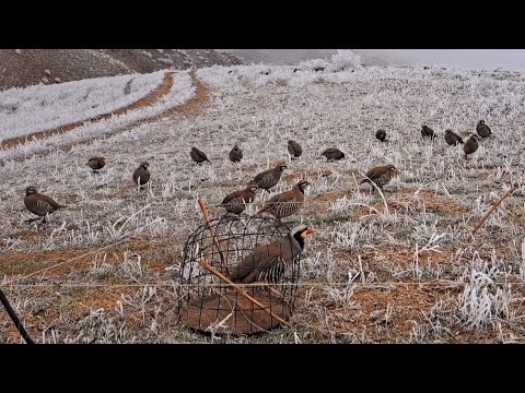 Видео: 10 декабря 2024 г.