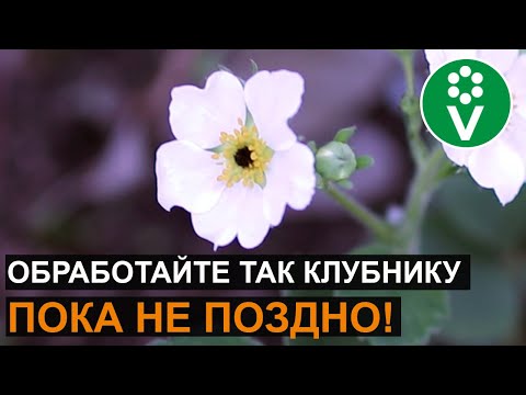 Видео: Лучший способ защиты от ДОЛГОНОСИКА НА КЛУБНИКЕ
