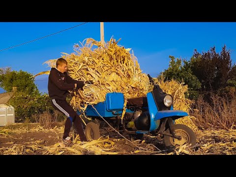 Видео: МУРАВЕЙ с КУКУРУЗОЙ!!! МУРАВЕЙ в СЕЛЕ и ЕГО ЭКСПЛУАТАЦИЯ