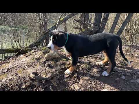 Видео: Утренняя прогулка с Шелби . Энтлебухер  Зенненхунд.