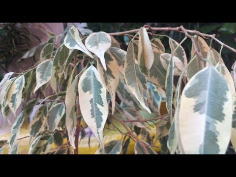 Видео: Оживление Фикуса (ч.1)