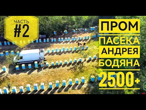 Видео: Часть 2. Пром #пасека Андрея Бодяна 2500+ #пчелосемей (Молдова)