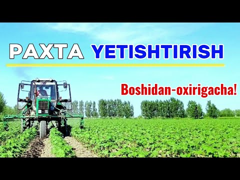 Видео: PAXTA (G‘O‘ZA) YETISHTIRISH. Boshidan-oxirigacha! ПАХТА ЕТИШТИРИШ.