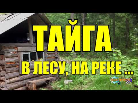 Видео: В ЛЕСУ | НА РЕКЕ  | ТАЙГА