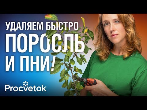 Видео: КАК ИЗБАВИТЬСЯ ОТ ПНЕЙ И ПОРОСЛИ ЛЕГКО И БЫСТРО? Биолог поделилась самыми эффективными способами