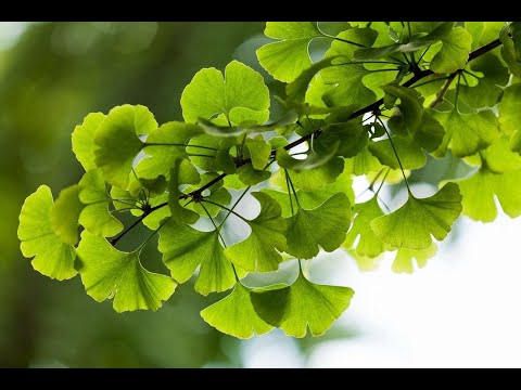 Видео: Гинкговые