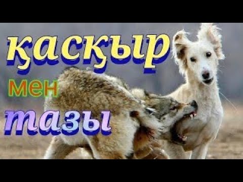 Видео: Қара қасқыр мен тазының айқасы 3 бөлім