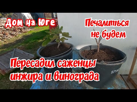 Видео: Дом на Юге. Печалиться не будем. Пересадил инжир и виноград. 