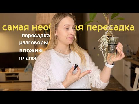 Видео: самая необычная пересадка / разговоры по душам / вложик