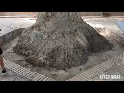 Видео: 26 августа 2025 г.