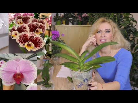 Видео: Вот это я РАЗМАХНУЛАСЬ! 5 орхидей. / ЛАЙФХАК от зрительницы.