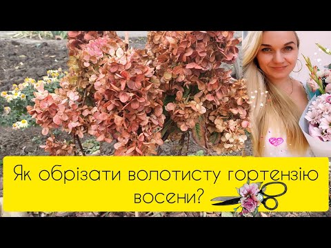 Видео: Як обрізати волотисту гортензію восени?