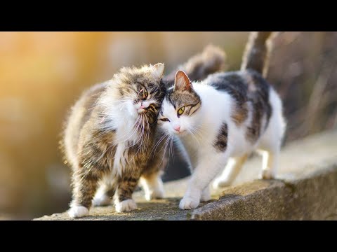 Видео: Исцеляющая музыка на 10 часов без рекламы 🐱 музыка, которую любят коты, спит, снимает стресс