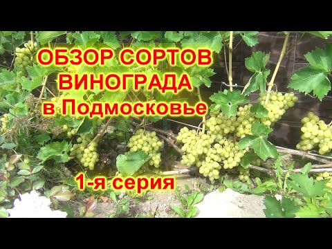 Видео: ч.1. СОРТА ВИНОГРАДА созревающие в ПОДМОСКОВЬЕ. 1 я серия: Лора, Красотка, Юлиан, Чарли, Мукузани