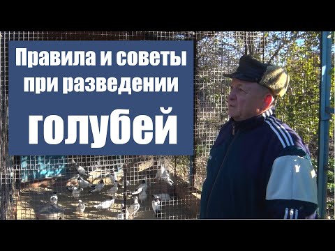 Видео: Правила и советы при разведении голубей от Шамо П.А.