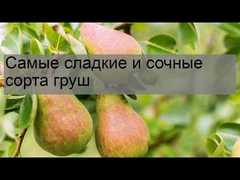 Видео: Самые сладкие и сочные сорта груш