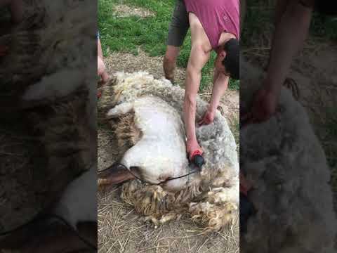 Видео: Стрижка овцы