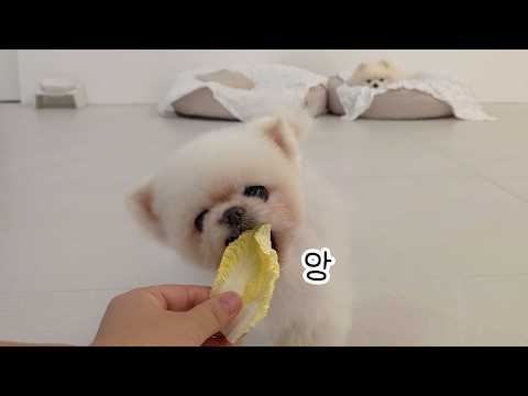 Видео: Почему собаки кружатся?!