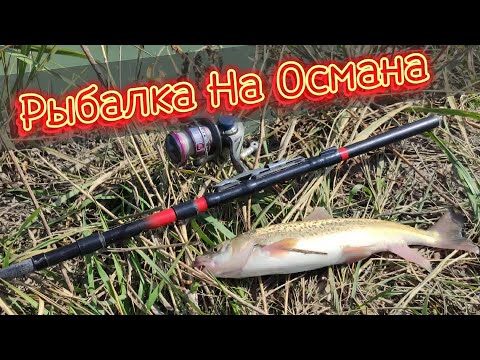 Видео: Осман - Идеальная Рыбалка #ловляосмана #2023 #2024 #осман #fishing #top #1k #рыбалка