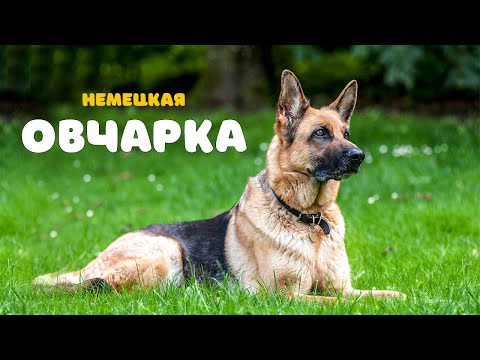 Видео: Немецкая овчарка. Все про породу.