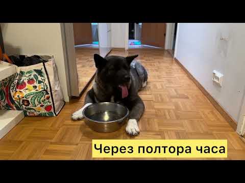 Видео: Признаки боли у собак. Что у нас произошло.
