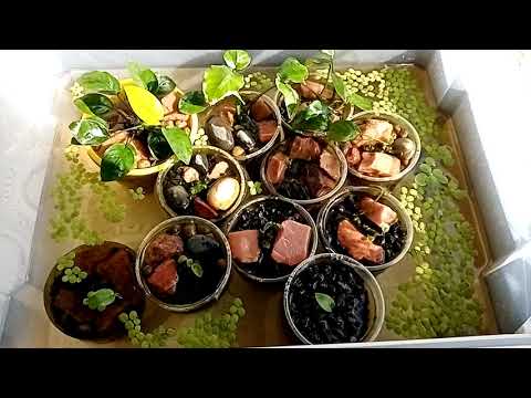 Видео: Быстрое размножение и выращивание Анубиасов часть 1