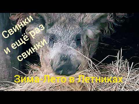 Видео: ЖИЗНЬ В ДЕРЕВНЕ. ЗИМНЕЕ КОРМЛЕНИЕ СВИНОК.