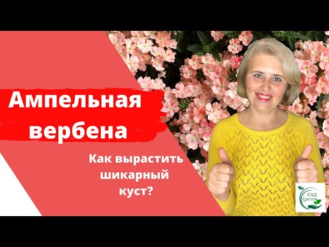 Видео: Ампельные вегетативные вербены. Секреты выращивания шикарного пышного куста!