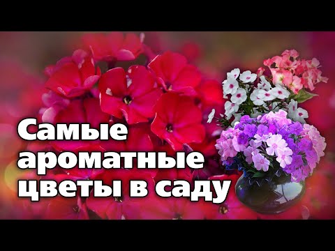 Видео: Новинки флоксов.  Рекомендации по выращиванию