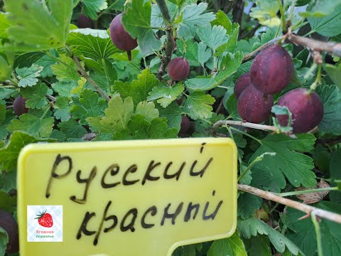 Видео: Крыжовник сорт "Русский красный", среднего срока плодоношения