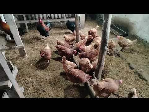 Видео: Тауық қораға абзор.