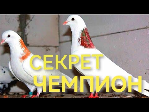 Видео: Секрет чемпионов в голубеводстве!!! The secret of champions in pigeon breeding!!!