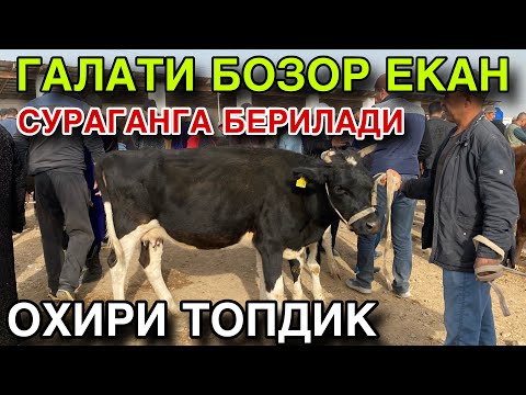 Видео: ХАММА КЕЛУРСИН! 3 НОЯБРЬ СОГИН СИГИР НАРХЛАРИ 2025. КАШКАДАРЁ КАРШИ КАРВОН МОЛ БОЗОРИ НАРХЛАРИ 2025.