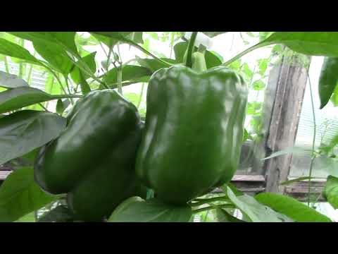 Видео: Обзор сортов перца в нашей теплице. Семена от Партнера, Гавриш, Сибирский сад, семена Алтая
