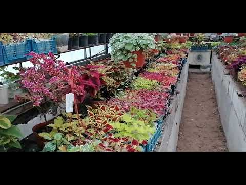 Видео: Колеусы Новогодние