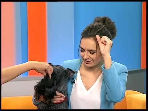 Видео: Керри-блю-терьер. Сторож, охотник и домашний любимец