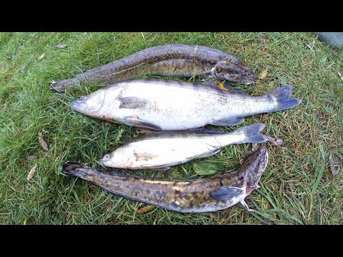 Видео: Ловля судака,рыбалка на налима,рыбалка на тюльку,судак на тюльку,рыбалка на живца,рыбалка на червя,
