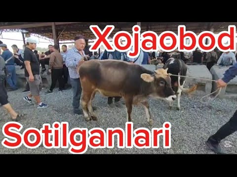 Видео: ХОЖАОБОД ХАЙВОН БОЗОРИ СОТИЛГАНЛАРИ Сиз кутган видео. #vodiydansado #Andijon #xojaobod 