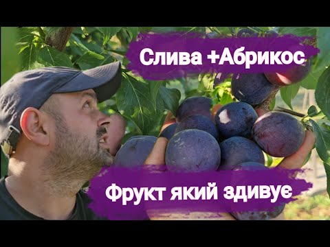 Видео: “Плумкот — новий суперфрукт! Слива + абрикос = щось неймовірне!”