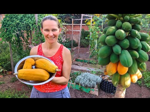 Видео: Удивительная польза папайи для здоровья ➕ Секреты выращивания деревьев папайи дома
