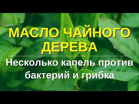 Видео: Эфирное масло чайного дерева.  Какое чайное дерево дает правильное масло? Исследования. Опыт