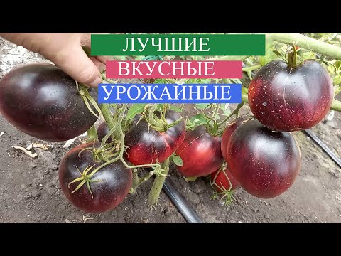 Видео: ВЫ ПРОСТО ОБЯЗАНЫ ПОСАДИТЬ эти томаты У СЕБЯ НА УЧАСТКЕ, мега урожайность, супер вкус, полезные