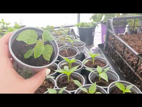 Видео: 9 апреля, снег. Небольшой обзорчик.