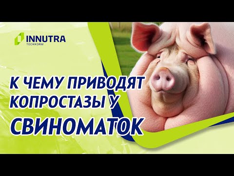 Видео: Копростазы у свиноматок. Чем они опасны?