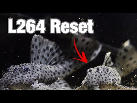 Видео: Сброс настроек танка L264 Sultan Pleco и перемещение тонн мальков