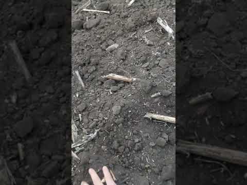 Видео: МТЗ 1221.2 и Палада 4000 Осенняя дисковка