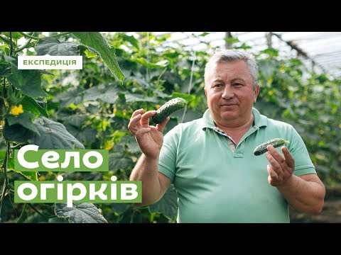 Видео: Добропасове. Вирости на огірках · Ukraїner