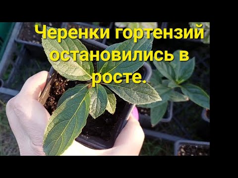 Видео: Черенки  гортензий не растут🤷‍♀️.Реанимация.
