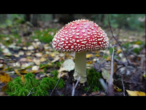 Видео: Грибная разведка 14 и 15 сентября 2022г. Всеволожский район