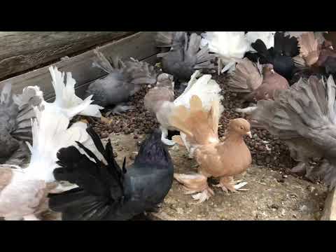 Видео: Голуби Индийские Павлины